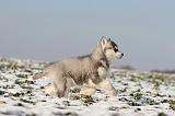 SIBERIAN HUSKY 237